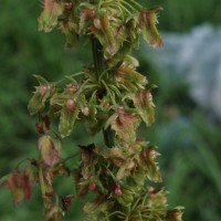 Rumex obtusifolius L.